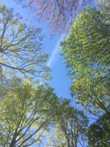 ALPHA IS THE NEW GREEN (BE TOTAL)